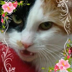 Meet your Posher, Aolani